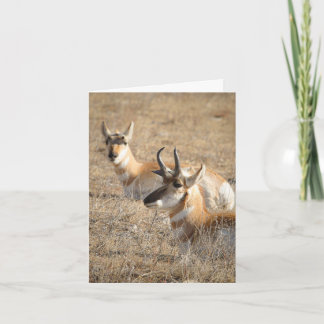 Carte de remerciement Antelope Morning