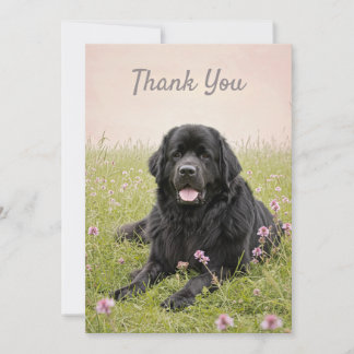 Carte de remerciement avec un chien de Terre-Neuve
