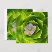 Carte De Remerciements A Hellebore,  a Lenten Rose (Devant / Derrière)