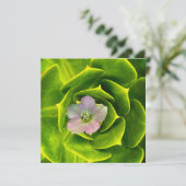 Carte De Remerciements A Hellebore,  a Lenten Rose (Debout devant)
