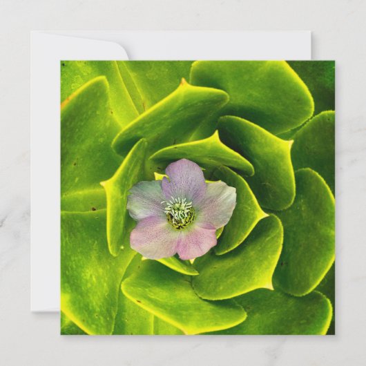 Carte De Remerciements A Hellebore,  a Lenten Rose (Devant)