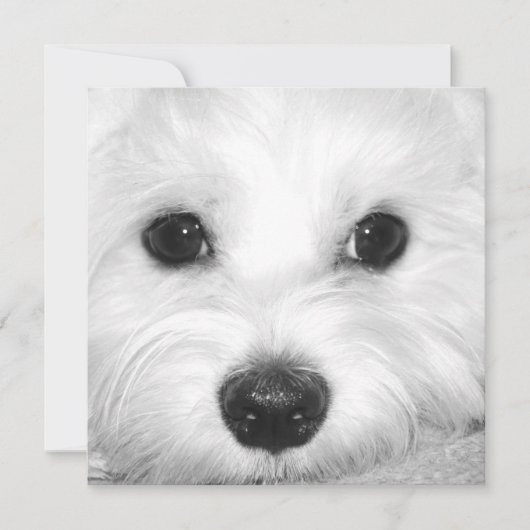 Carte De Remerciements Adoration de chien maltais mignon yeux et nez char (Devant)