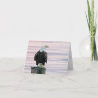 Aigle Bald Avec Poisson Faune Photographie Vierge