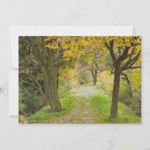 Carte De Remerciements Allée bordée d'arbres en automne