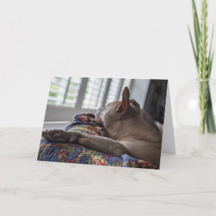 Carte De Remerciements Amour de Pitbull