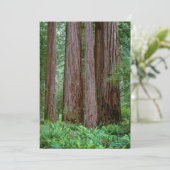 Carte De Remerciements Anciens Séquoias Géants (Debout devant)