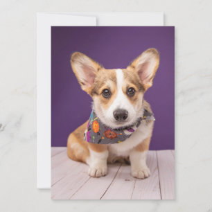 Carte De Remerciements Animaux Bébés les Plus Mignons Halloween Corgi
