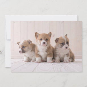 Carte De Remerciements Animaux de bébés cutest 3 Baby Corgis
