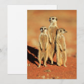 Carte De Remerciements Animaux de bébés cutest | 3 Meerkats (Devant / Derrière)
