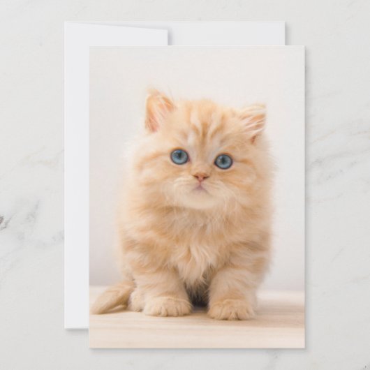 Carte De Remerciements Animaux de bébés cutest | A British Longhair Kitte (Devant)