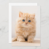 Carte De Remerciements Animaux de bébés cutest | A British Longhair Kitte (Devant / Derrière)