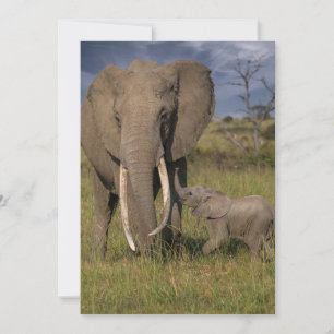 Carte De Remerciements Animaux de bébés cutest   Amama Elephant Avec Bébé