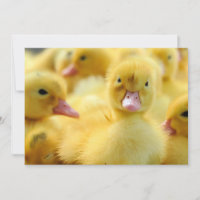 Animaux de bébés cutest | Baby Duck Group