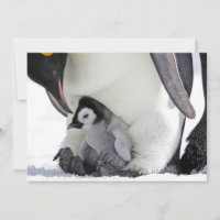 Animaux de bébés cutest | Baby Empereur Penguin