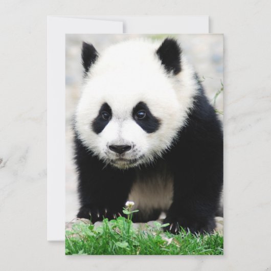 Carte De Remerciements Animaux de bébés cutest | Baby Panda Bear (Devant)