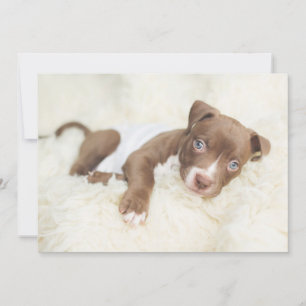 Carte De Remerciements Animaux de bébés cutest   Baby Pit Bull Puppy