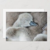 Carte De Remerciements Animaux de bébés cutest | Bébé Mute Swan (Devant / Derrière)