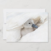 Carte De Remerciements Animaux de bébés cutest | Bébé Mute Swan (Devant)