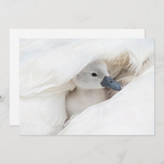 Carte De Remerciements Animaux de bébés cutest | Bébé Mute Swan (Devant / Derrière)