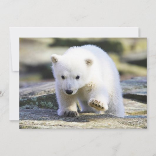 Carte De Remerciements Animaux de bébés cutest | Bébé Ours polaire (Devant)