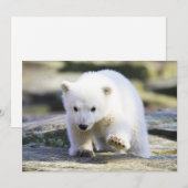 Carte De Remerciements Animaux de bébés cutest | Bébé Ours polaire (Devant / Derrière)