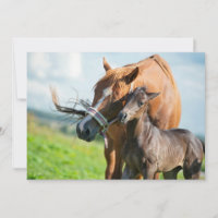 Animaux de bébés cutest | Black Foy avec maman