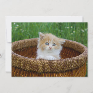 Carte De Remerciements Animaux de bébés cutest Blue Eyed Kitten