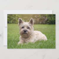 Animaux de bébés cutest | Cairn Terrier Dog