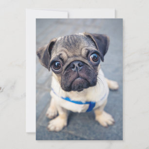 Carte De Remerciements Animaux de bébés cutest Carlin bébé