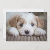 Carte De Remerciements Animaux de bébés cutest | Cavashon Puppy (Devant)