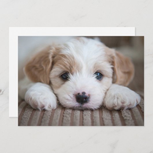 Carte De Remerciements Animaux de bébés cutest | Cavashon Puppy (Devant / Derrière)