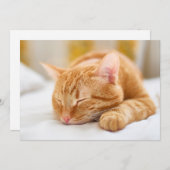 Carte De Remerciements Animaux de bébés cutest | Chat de gingembre dorman (Devant / Derrière)