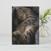 Carte De Remerciements Animaux de bébés cutest | Chat Tabby Dormant (Debout devant)