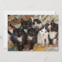 Animaux de bébés cutest | Chatons noirs et blancs