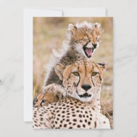 Animaux de bébés cutest | Cheetah Cat & Cub