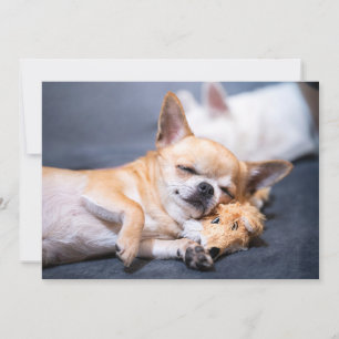 Carte De Remerciements Animaux de bébés cutest   Chihuahua Chig aux cheve