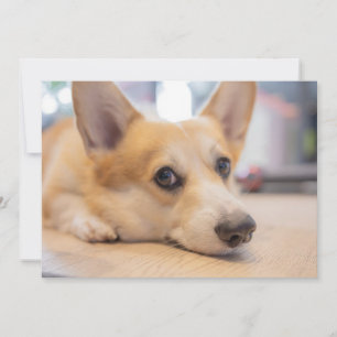 Carte De Remerciements Animaux de bébés cutest Chiot de Corgi au sol