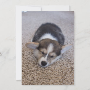 Carte De Remerciements Animaux de bébés cutest Corgi Chiot sur Shag Rug
