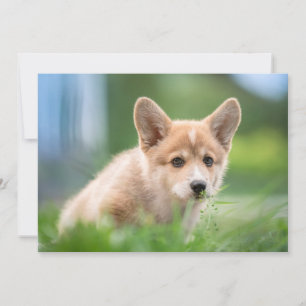 Carte De Remerciements Animaux de bébés cutest Corgi Puppy dans le tria