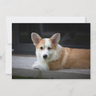 Carte De Remerciements Animaux de bébés cutest   Corgi Puppy Relaxant