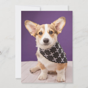 Carte De Remerciements Animaux de bébés cutest   Corgi Puppy Skull Bandan