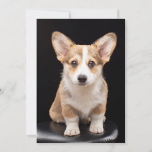 Carte De Remerciements Animaux de bébés cutest   Corgi Puppy Standing Hau