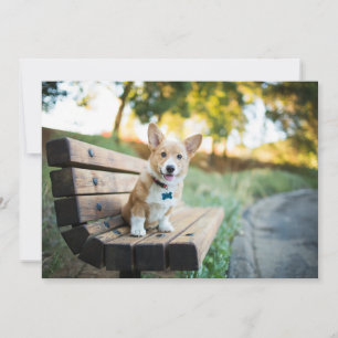 Carte De Remerciements Animaux de bébés cutest   Corgi Puppy sur un banc 