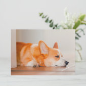 Carte De Remerciements Animaux de bébés cutest | Corgi Sleeping (Debout devant)
