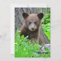 Animaux de bébés cutest | Cube d'ours Brown