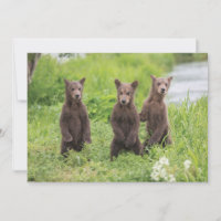 Animaux de bébés cutest | Cubes d'ours Brown Kamch