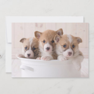 Carte De Remerciements Animaux de bébés cutest   Cute Corgi Chipies dans 