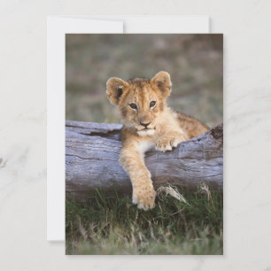 Carte De Remerciements Animaux de bébés cutest Cute Lion Cub