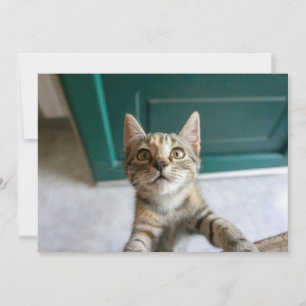 Carte De Remerciements Animaux de bébés cutest Cute Tabby Kitten