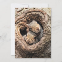 Animaux de bébés cutest | Deux jeunes écureuils